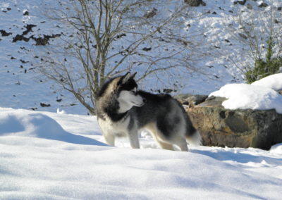 Husky siberiano en la nieve