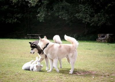 3 huskies siberianos