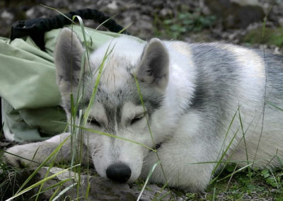 Cachorro husky gris y blanco