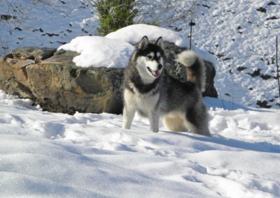 husky siberiano en la nieve